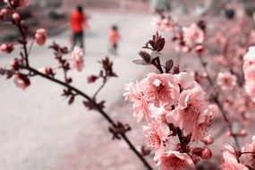 fresh pink flowers on tree scenery