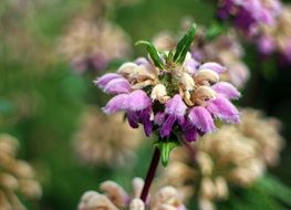 purple fire herb