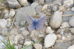 closeup photo of blue butterfly on rocky ground