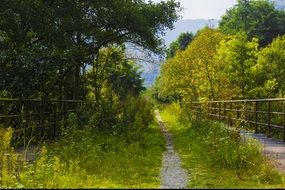 forest path between wooden fence