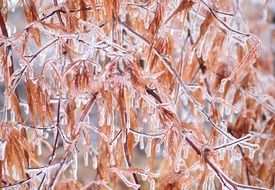 frozen branches, background