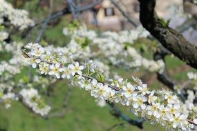 cherry blossom in sunshine