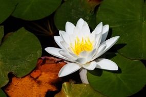 aquatic flora