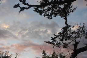 tree branches need the evening sky