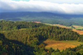 panoramic view of forest in germany