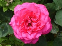 pink blooming rose on bush