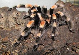 Colorful beautiful tarantula spiders on the rocks