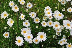 small daisy flowers in field