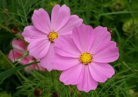 cosmos bipinnatus flowers in the garden