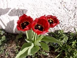 three Red tulip flowers near wall