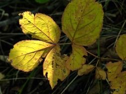 yellow damaged walnut leaves on the forest cover