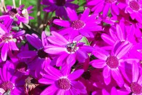 bush of pink summer flowers