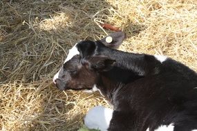 spotted cattle on a straw on a farm