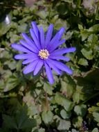surprising beautiful purple flower