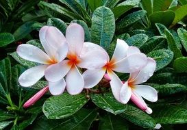 tender plumeria flowers with dew macro