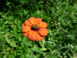 orange daisy petals on the grass
