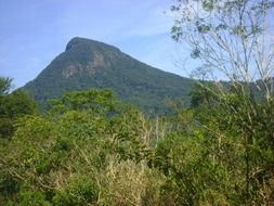 green shrubs in front of mountains