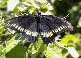 black and white wild butterfly