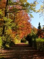 forest trail landscape