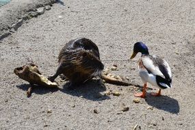 Water rat and a duck