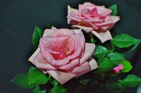 pink rose blooms