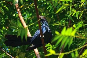 black bird koel on a tree on blurred background