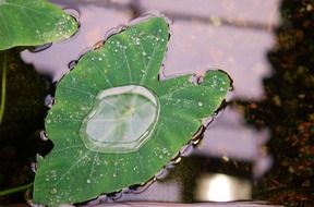huge drop of water on a green leaf close-up