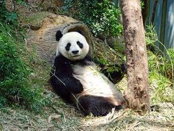 panda with bamboo relaxing