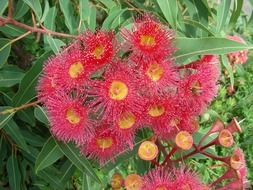red gum flowers in Australia close-up