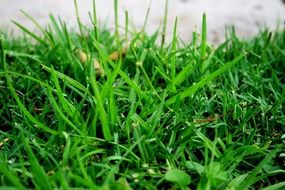 organic green blades lawn grass