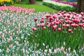 field of tulips