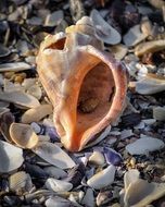 Beautiful and big seashell on colorful, little shells