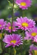 light purple flowers like bright daisies