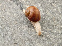 snail slowly walking close-up