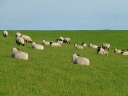 a flock of white sheep grazes in a green meadow on the shores of the North Sea