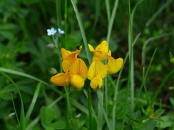 lotus corniculatus is a species of perennial herbaceous plants.