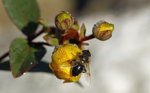 bee on a garden flower
