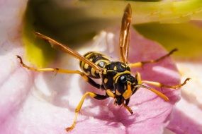 wasp on a blossom