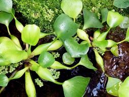 green plant in the water in the pond