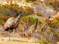 emus birds in nature of a australia