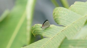 butterfly among green leaves in ecuador