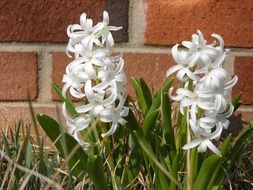 white hyacinths near a brick wall