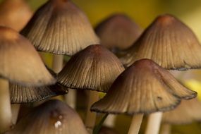 mushrooms forest in autumn