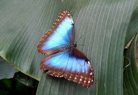 charming butterfly blue insect