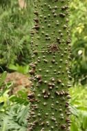 green studded tree trunk