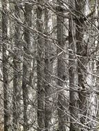 Picture of snowy pine forest