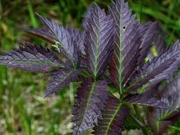 purple leaves on the plant