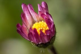 purple bud of camomile