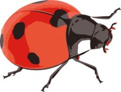 painted a large ladybug