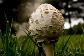 mycelium on mushroom close up